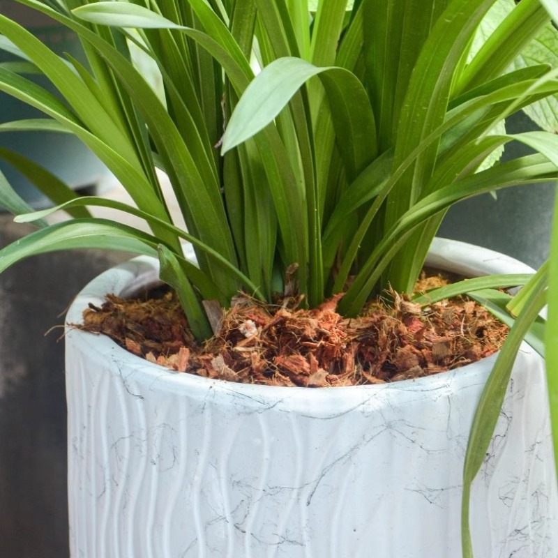 Coconut Coir Brick with Organi - Substrate Coconut Fiber review and price